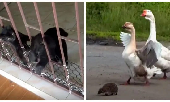 Nothing Can Keep These Pals Apart