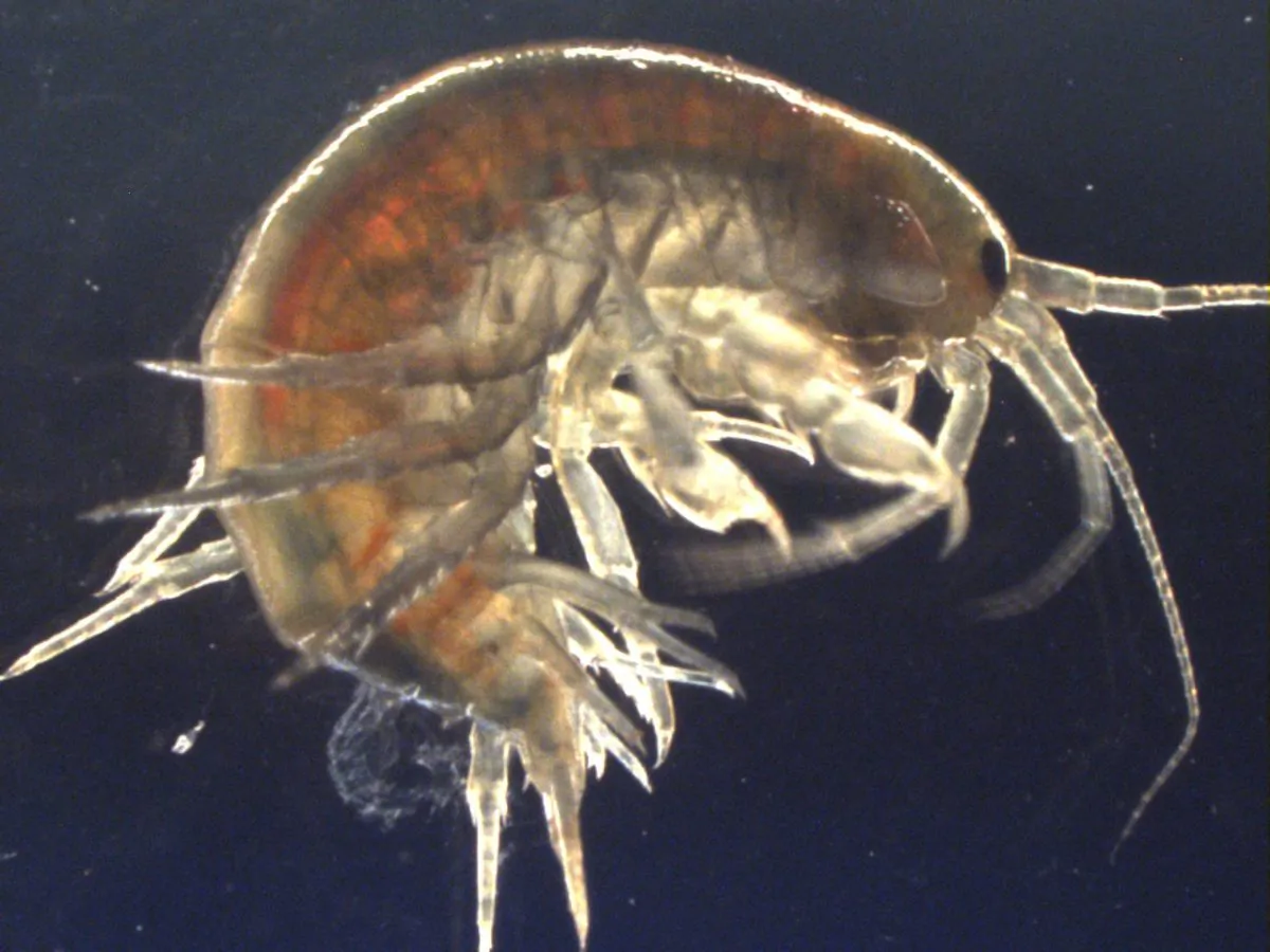 A freshwater shrimp (Gammarus pulex) studied by UK scientists, who found cocaine in all shrimp samples collected in Suffolk county in eastern England. The study, authored by researchers at King's College London and the University of Suffolk, was published on May 1, 2019. (King's College London)
