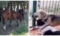 Video: No Cage Can Hold These Animals With Houdini-Like Escape Artist Skills