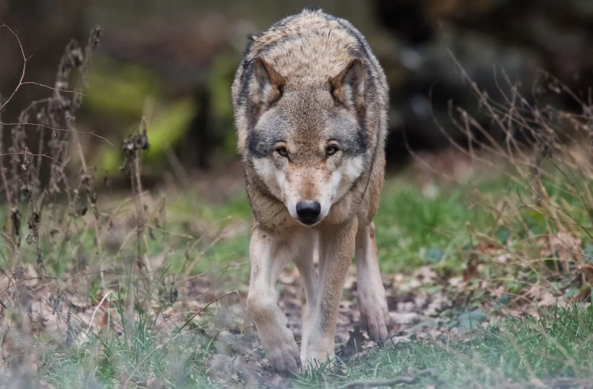 The wolf was determined not to kill any more humans but rather to do good deeds. (JULIAN STRATENSCHULTE/AFP/Getty Images)