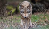 An Ancient Chinese Story: The Mountain Deity and His Guard Wolf