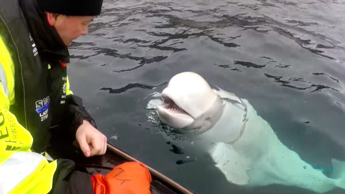 Begula whale off Norway coast