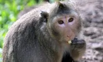 Monkey Shot Under the Right Eye With Harpoon Gun, Then One Lady Helps It Escape Death