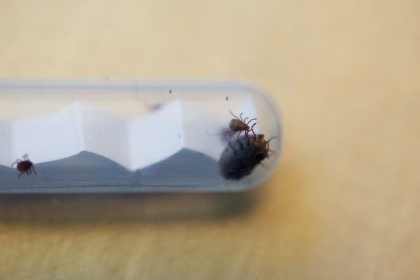 Ticks being examined