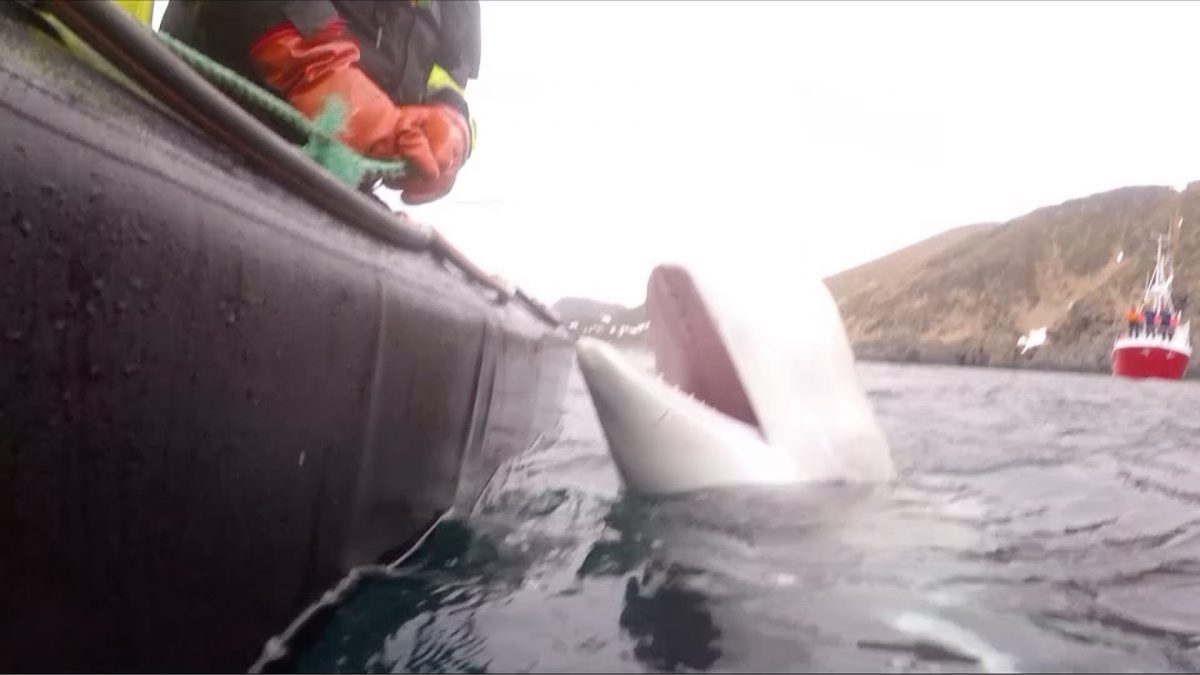 begula whale trained by russian military