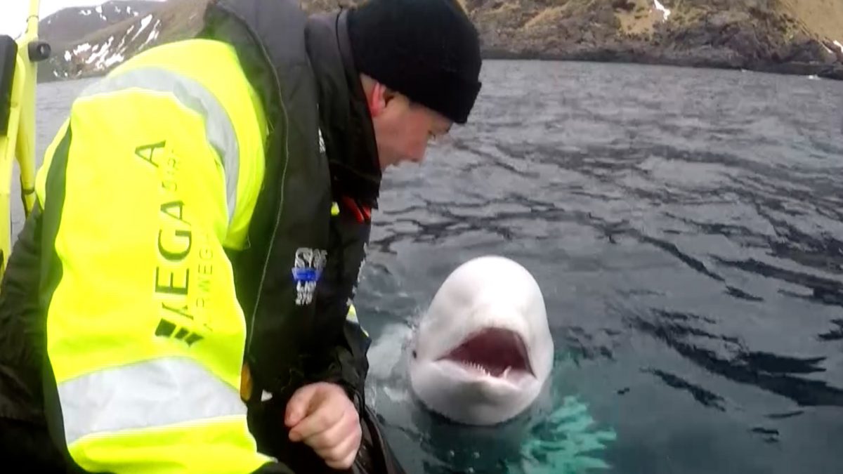 beluga whale off Norway coast