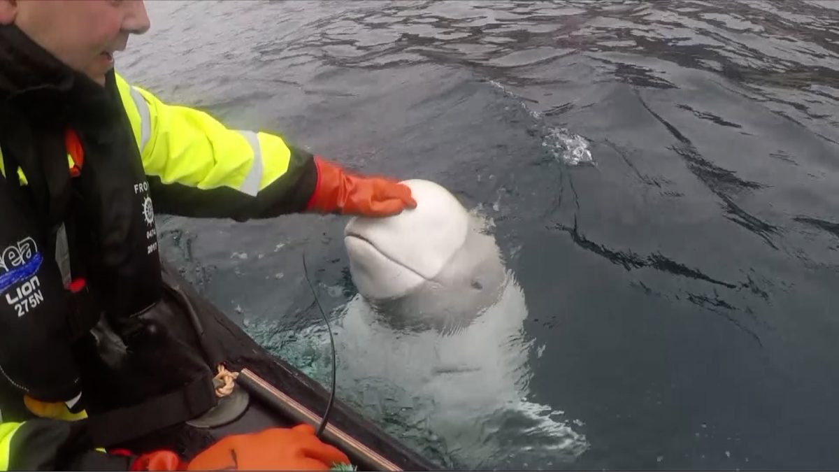 beluga whale off Norway