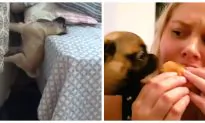 Video: 3 Minutes of Nothing but Cheeky Dogs That Will Leave You Howling With Laughter