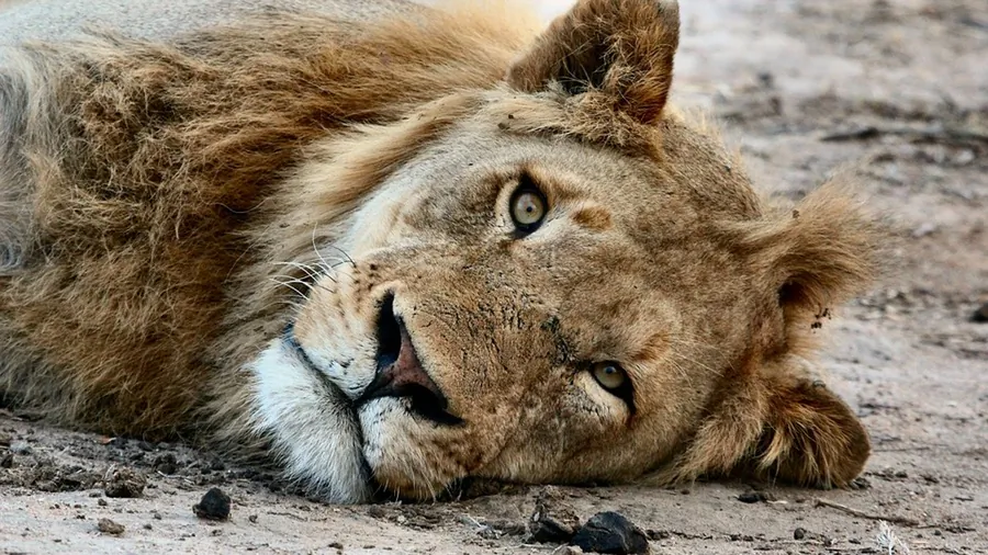 Stock image of a lion resting in an enclosure. (Pexels/Pixabay)