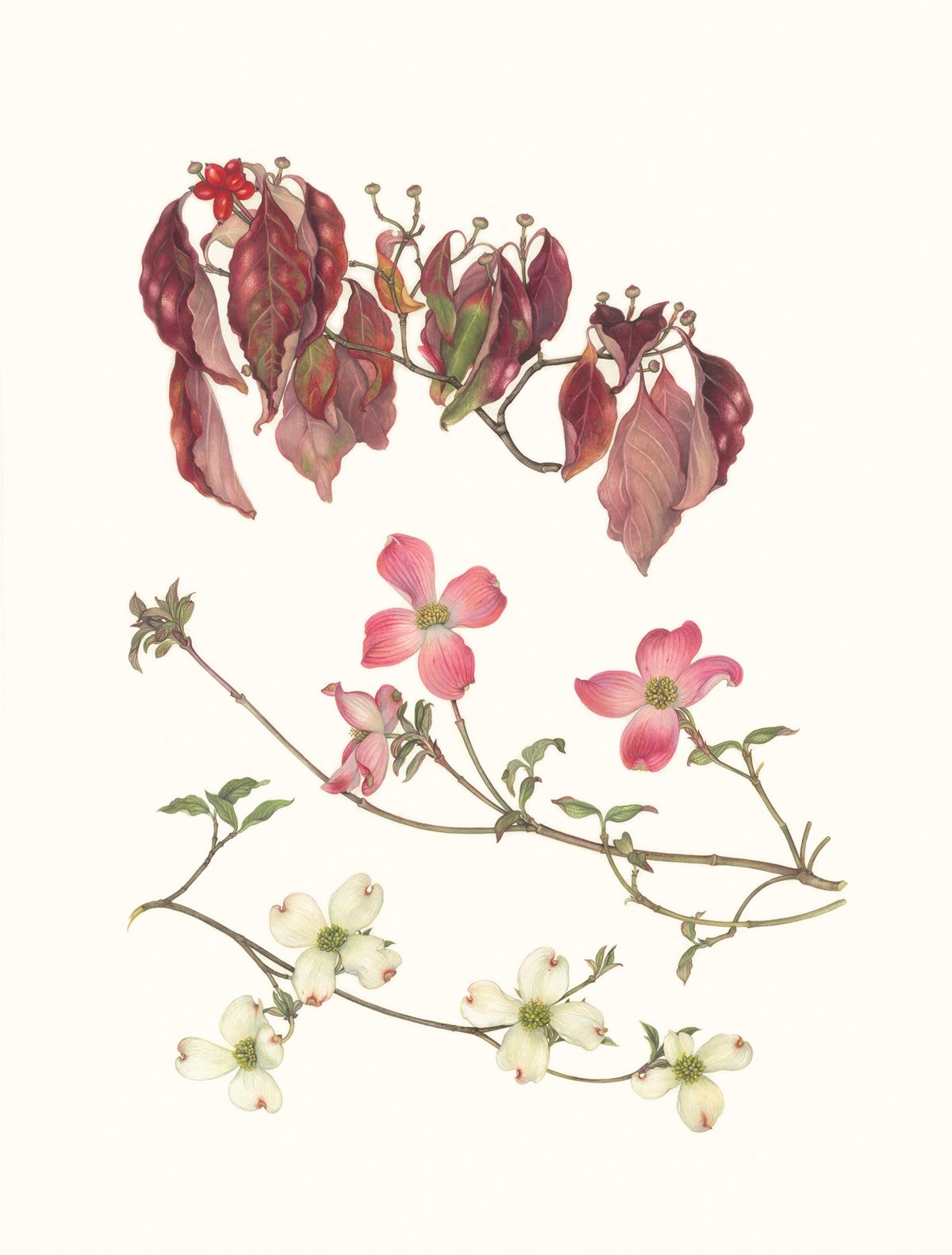 Pink and white flowers and red leaves
