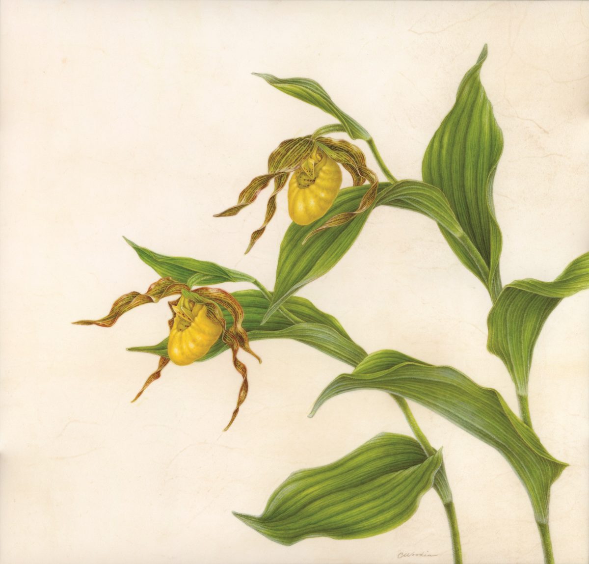 Yellow orchid