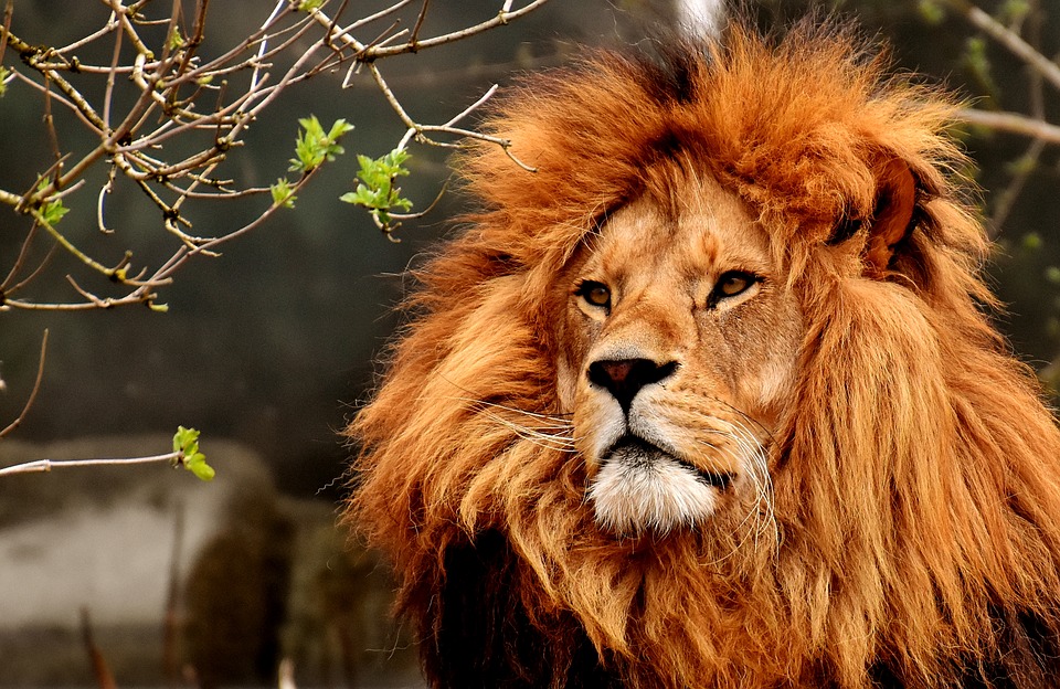Queensland Woman Loses Arm in Verified Darling Downs Zoo Lion Attack
