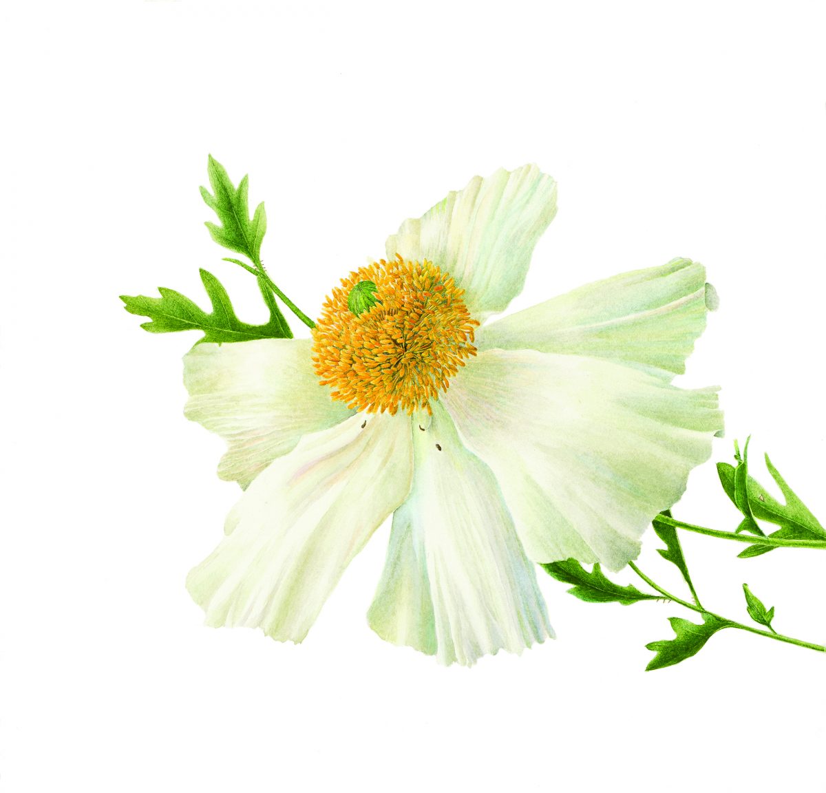 White poppy flower