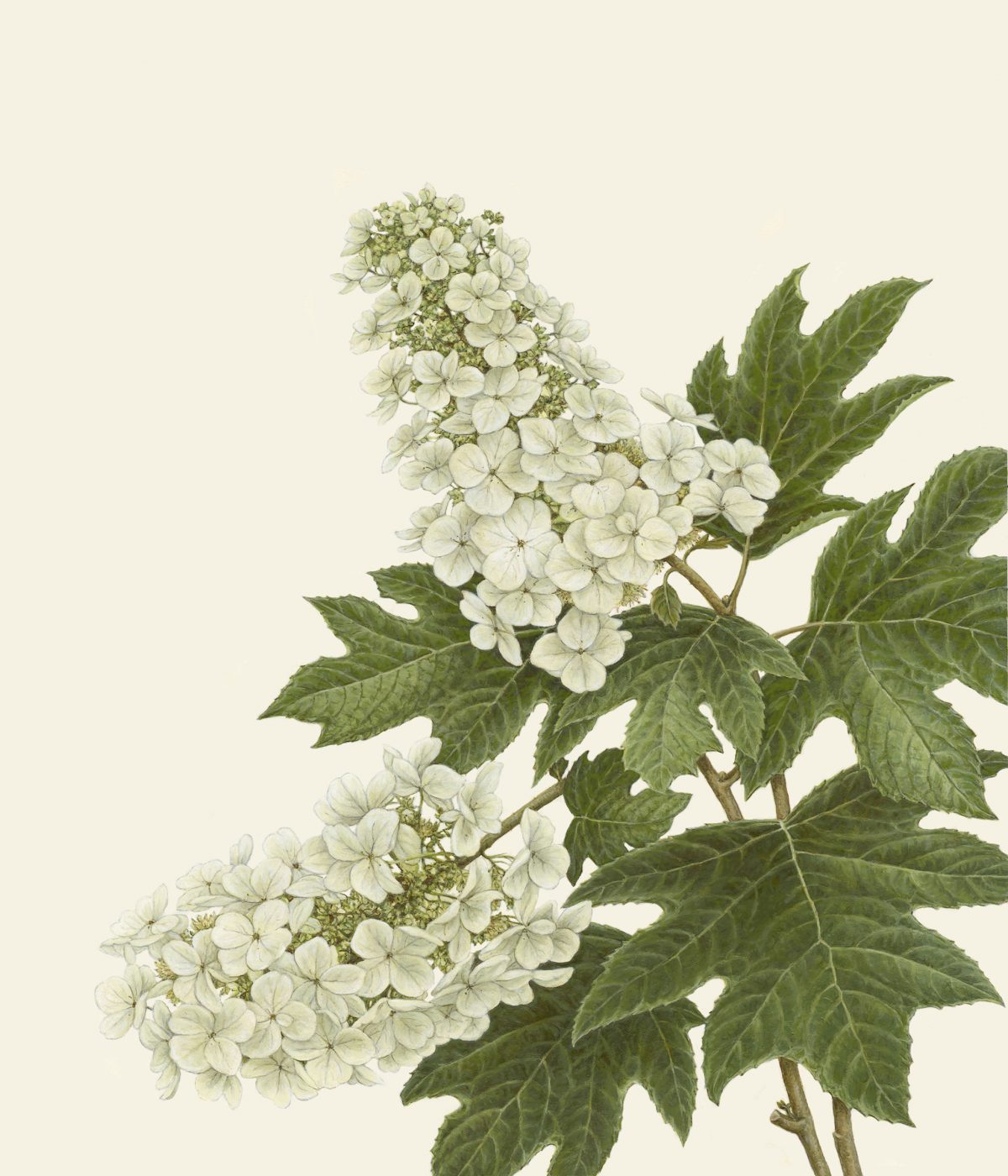 White hydrangea flowers