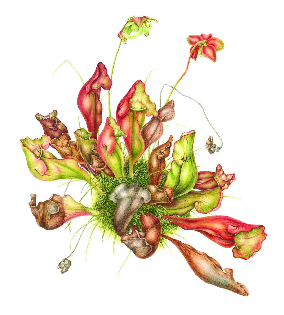Pitcher plant