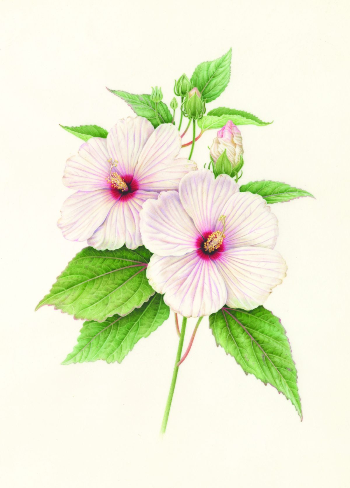 White and pink flowers