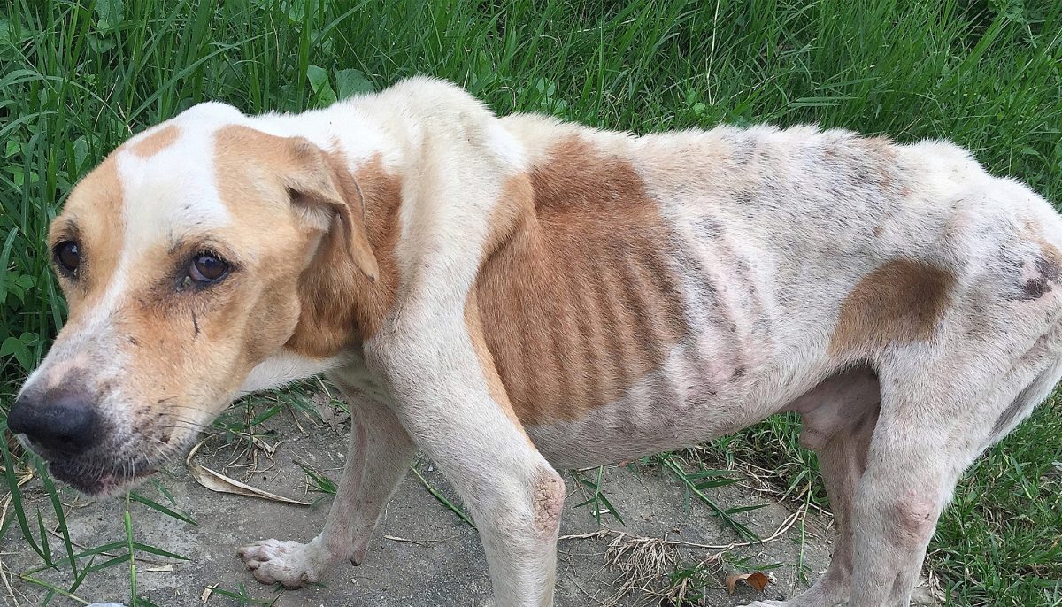 Neglected Starving Dog Was Nearing Death So Neighbors Decided To Do