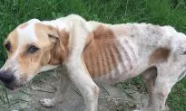 Neglected, Starving Dog Was Nearing Death, So Neighbors Decided to Do Something About It