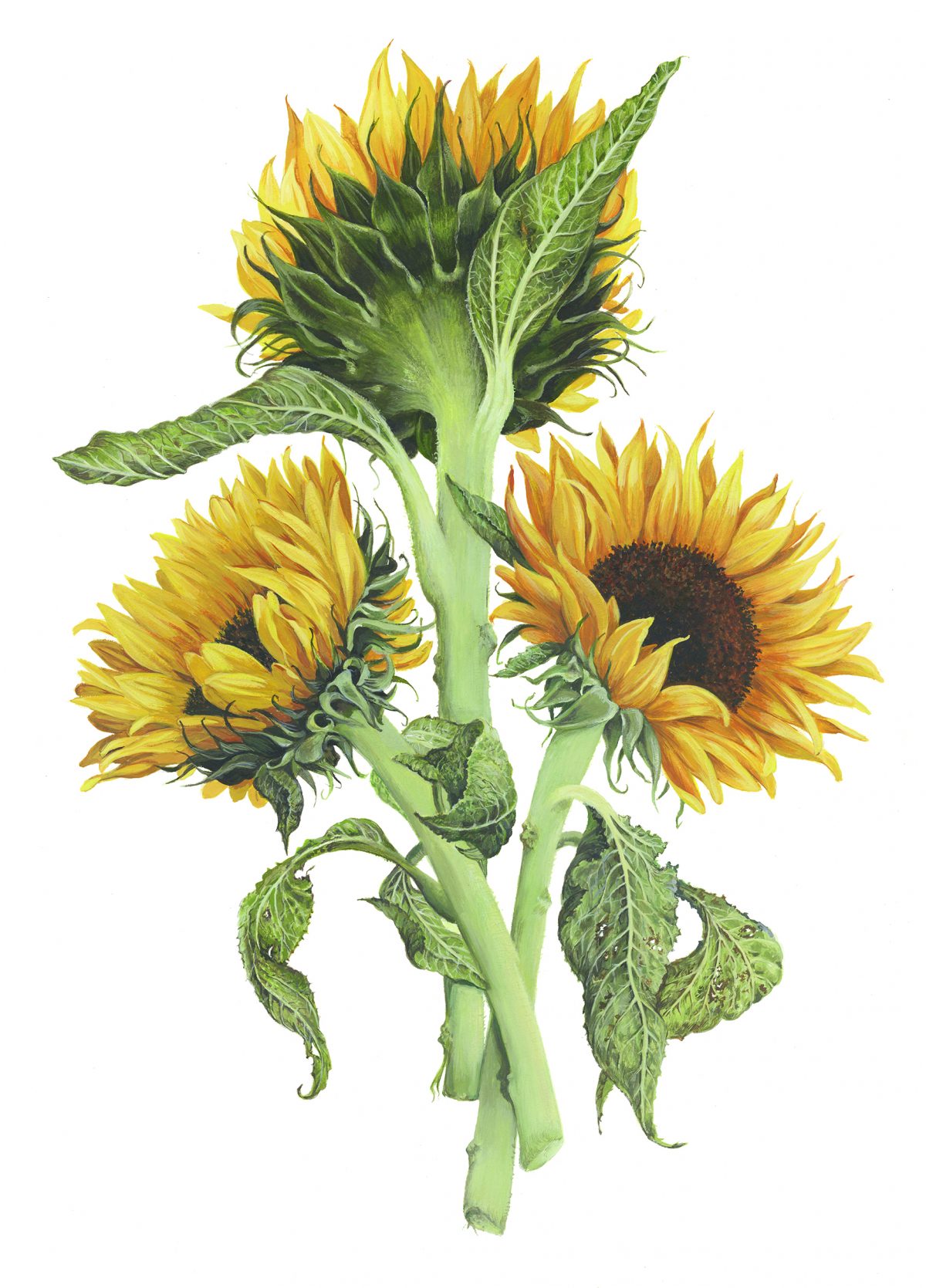 Sunflowers