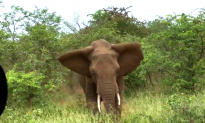 Aussie Tourists Encounter Terrifying Elephant Stampede in Kruger National Park