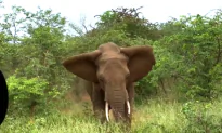 Aussie Tourists Encounter Terrifying Elephant Stampede in Kruger National Park