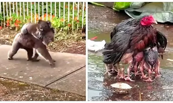 Video: These Animal Moms Will Make You Smile and Maybe Cry a Little Bit Too