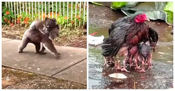 Video: These Animal Moms Will Make You Smile and Maybe Cry a Little Bit Too