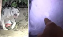 Rescuers Help Clean Up Dog and Newborn Pups, but X-ray Shows Something Foreign Inside Her
