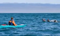 Crazy Moment As Seal ‘Slaps’ Kayaker Right in His Face With a Giant Octopus