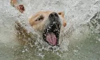 Police Identify Suspects In Case of Dog Thrown Off Cliff in England