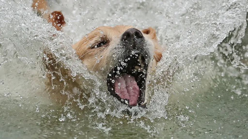 File photo showing Kaylee, a Golden Retriever, jumping into a pool of water during the 2018 Melbourne Dog Lovers Show in Australia on May 4, 2018. (Scott Barbour/Getty Images)