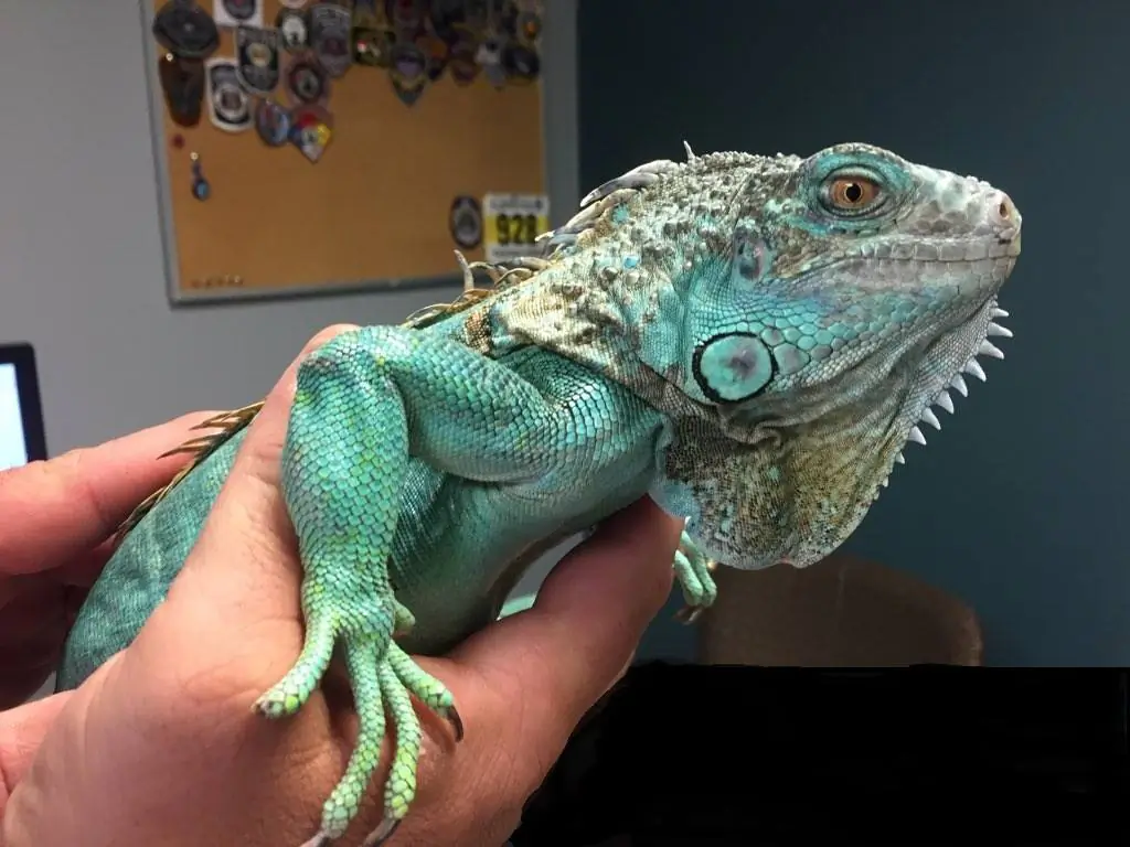 "Copper" the iguana was swung around by his tail by a man taken into custody by police in Painesville, Ohio on April 16, 2019. (Painesville Police Department)