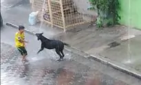 Video: Dog’s Reaction to Pouring Rain Is Actually a Life Lesson in Disguise