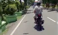 Starling Hitches A Ride On Motorcycle