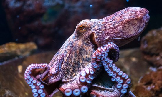 Video: Stealthy Octopus Leaps Out of Tidepool, Ambushes, Eats Crab, Amateur Footage Shows