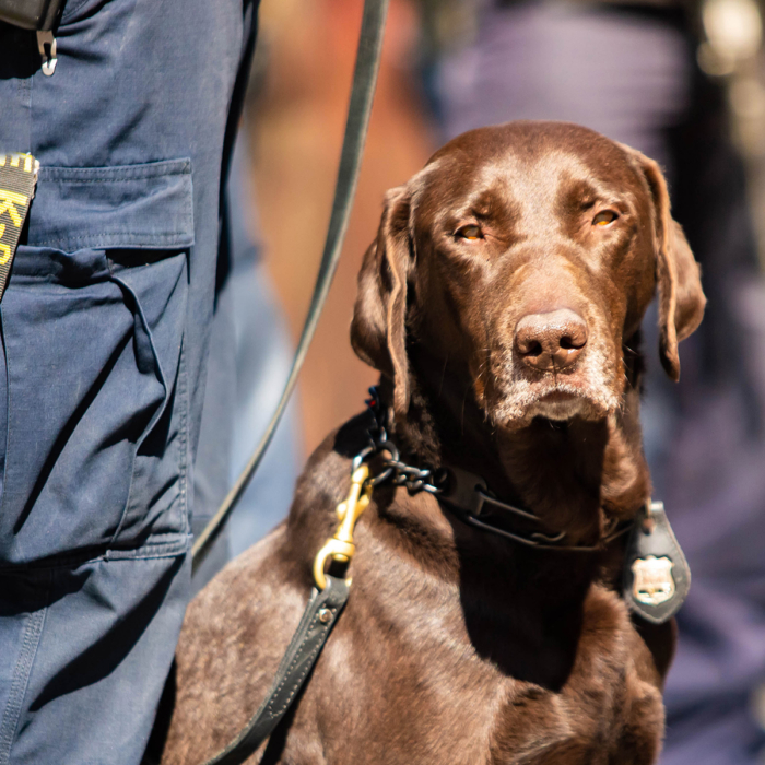 Police K-9 Hit by 200 Porcupine Quills During Pursuit, Now Recovering