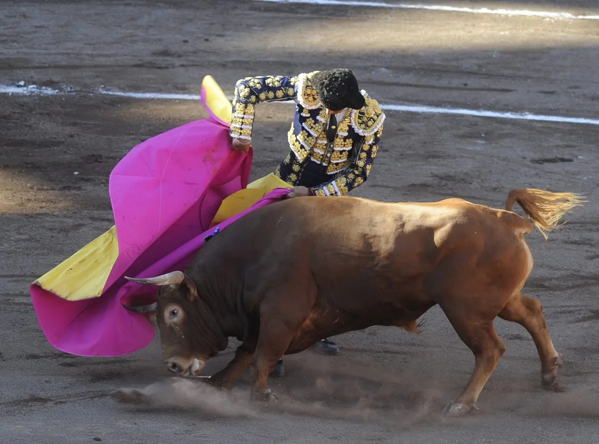 A stock photo shows Spanish matador Manuel Jesus "El Cid" performs a pass on a Jandilla stud bull during a corrida at the Vista Alegre bullring on Aug. 25, 2015. (Ander Gillenea/AFP/Getty Images)
