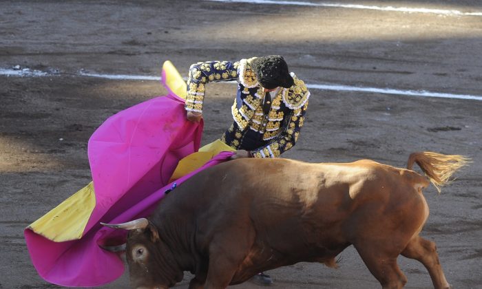 A stock photo shows Spanish matador Manuel Jesus  "El Cid" performs a pass on a Jandilla stud bull during a corrida at the Vista Alegre bullring on Aug. 25, 2015.  (Ander Gillenea/AFP/Getty Images)