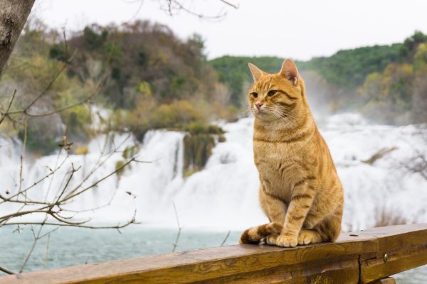 cat at krka national park waterfall in croatia