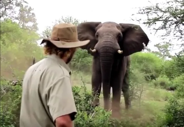 Man Has Incredible Encounter With Wild Bull Elephant