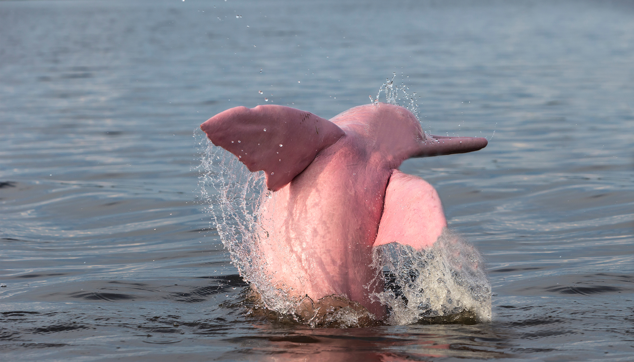 The Pink River Dolphin: A Rare Gem Among Freshwater Creatures