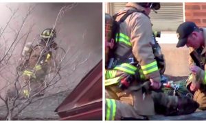 Video: Firefighters Pull Dog From Smoke-Filled House and Bring It Back to Life