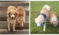 Blind Dog Has Adorable Golden Retriever as Seeing-Eye Guide