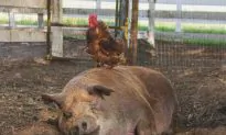 Film Review: ‘The Biggest Little Farm’: Heartwarming, Modern Garden of Eden