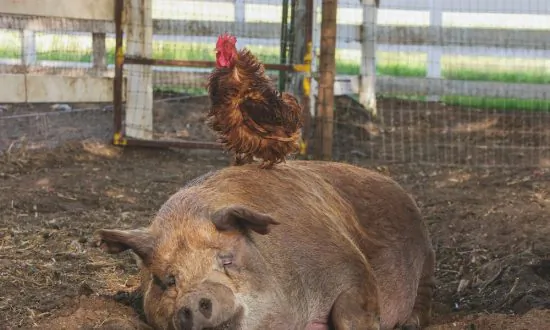 Film Review: ‘The Biggest Little Farm’: Heartwarming, Modern Garden of Eden