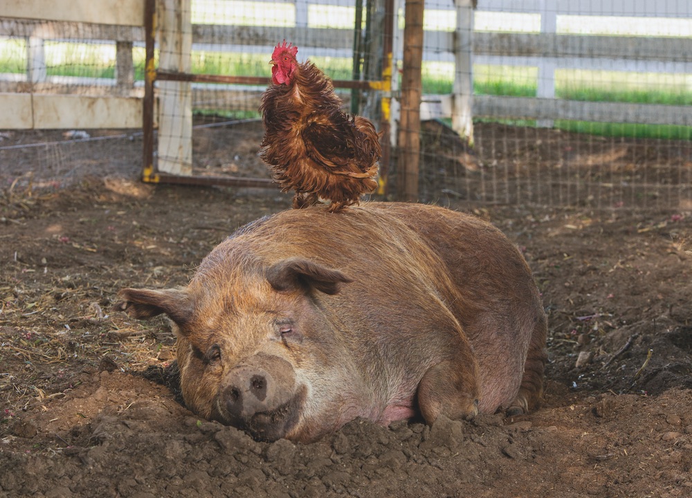 pig and rooster