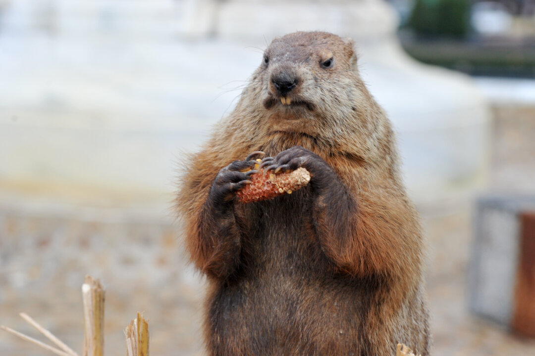 Potomac Phil, a taxidermied version of the groundhog brought out to determine whether or not he sees his shadow sits near by in Washington, on Feb. 2, 2012.  (Karen Bleier/AFP/Getty Images)