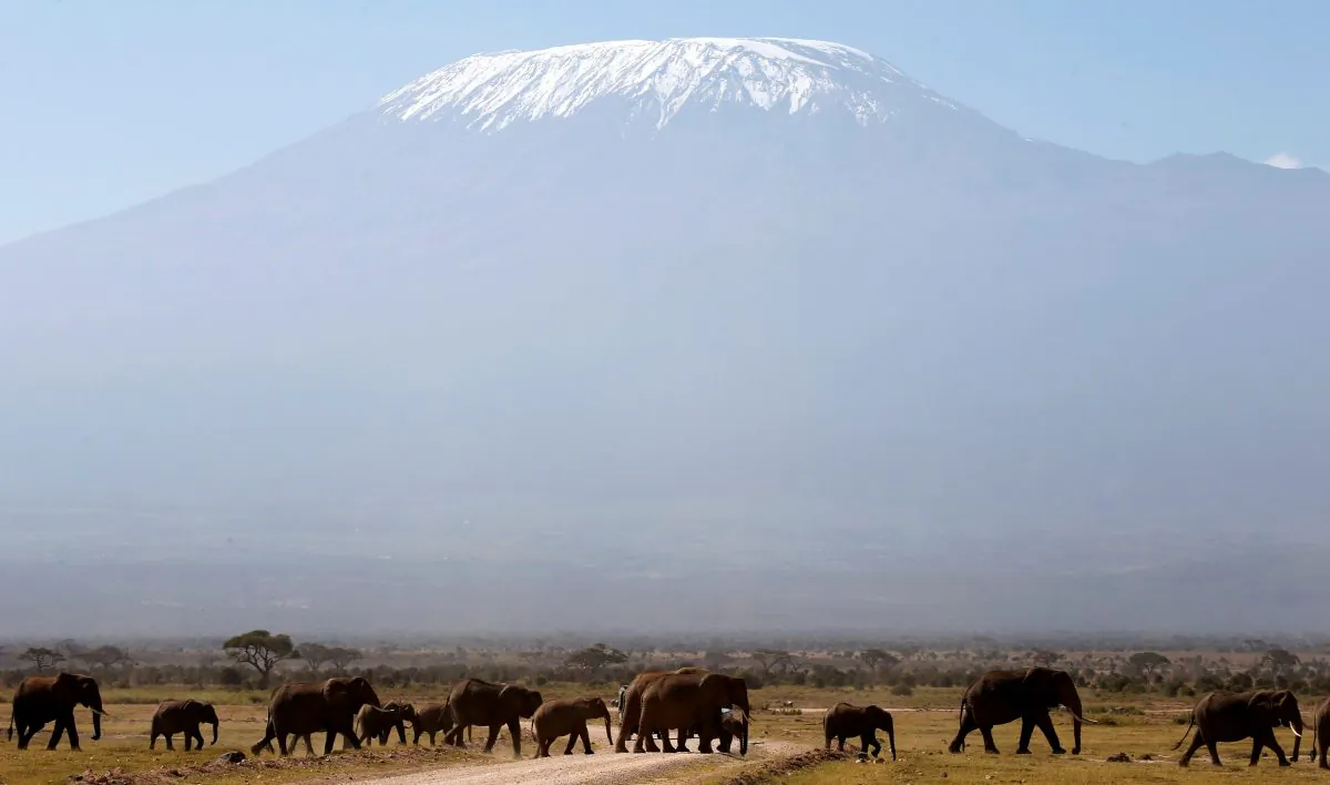 Mount Kilimanjaro looms in the distance, as elephants walk in Amboseli National Park on Jan. 26, 2015. (REUTERS/Goran Tomasevic)