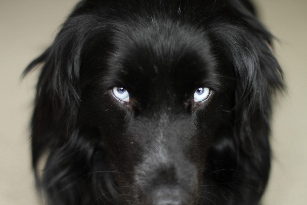 black lab blue eyes