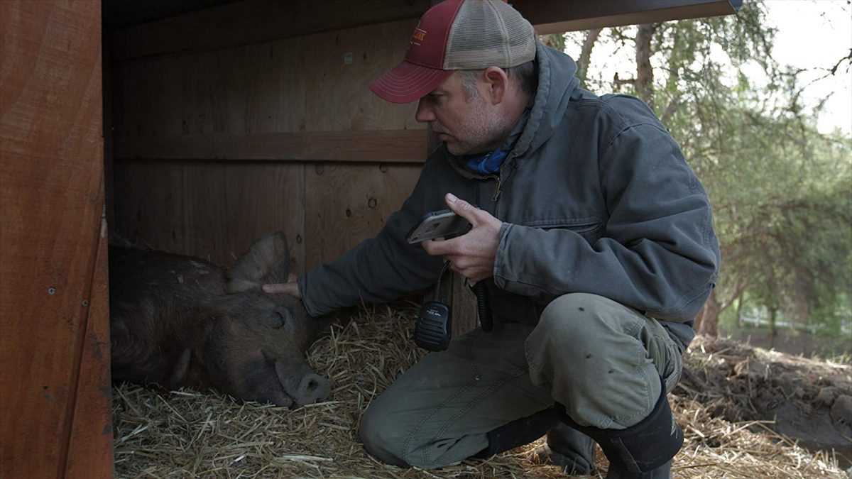 man and pig